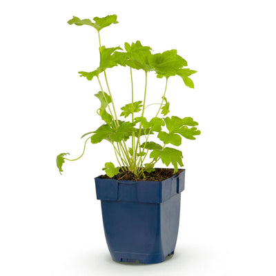 Green boutiQ - Perennials - Delphinium (P) Black Knight - Larkspur - Bee and Butterfly Magnets - Purple - 1 Plant - Pot 11cm - Height 15-25cm