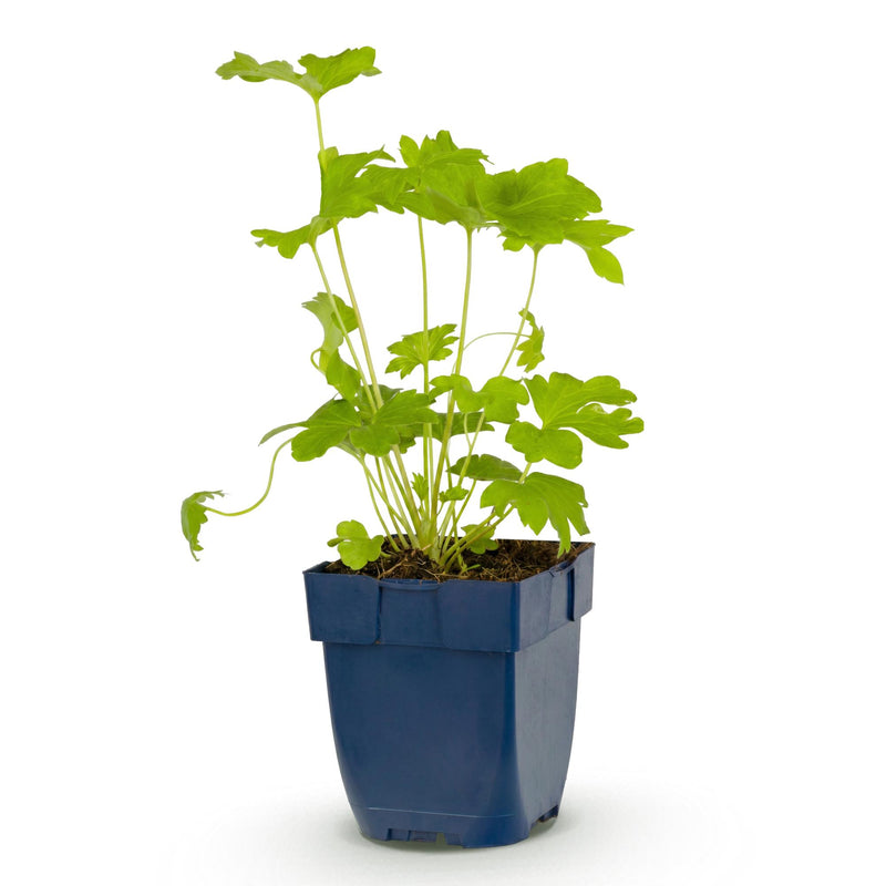 Green boutiQ - Stauden - Delphinium (P) Black Knight - Rittersporn - Bienen- und Schmetterlingsmagnete - Lila - 1 Pflanze - Topf 11cm - Höhe 15-25cm