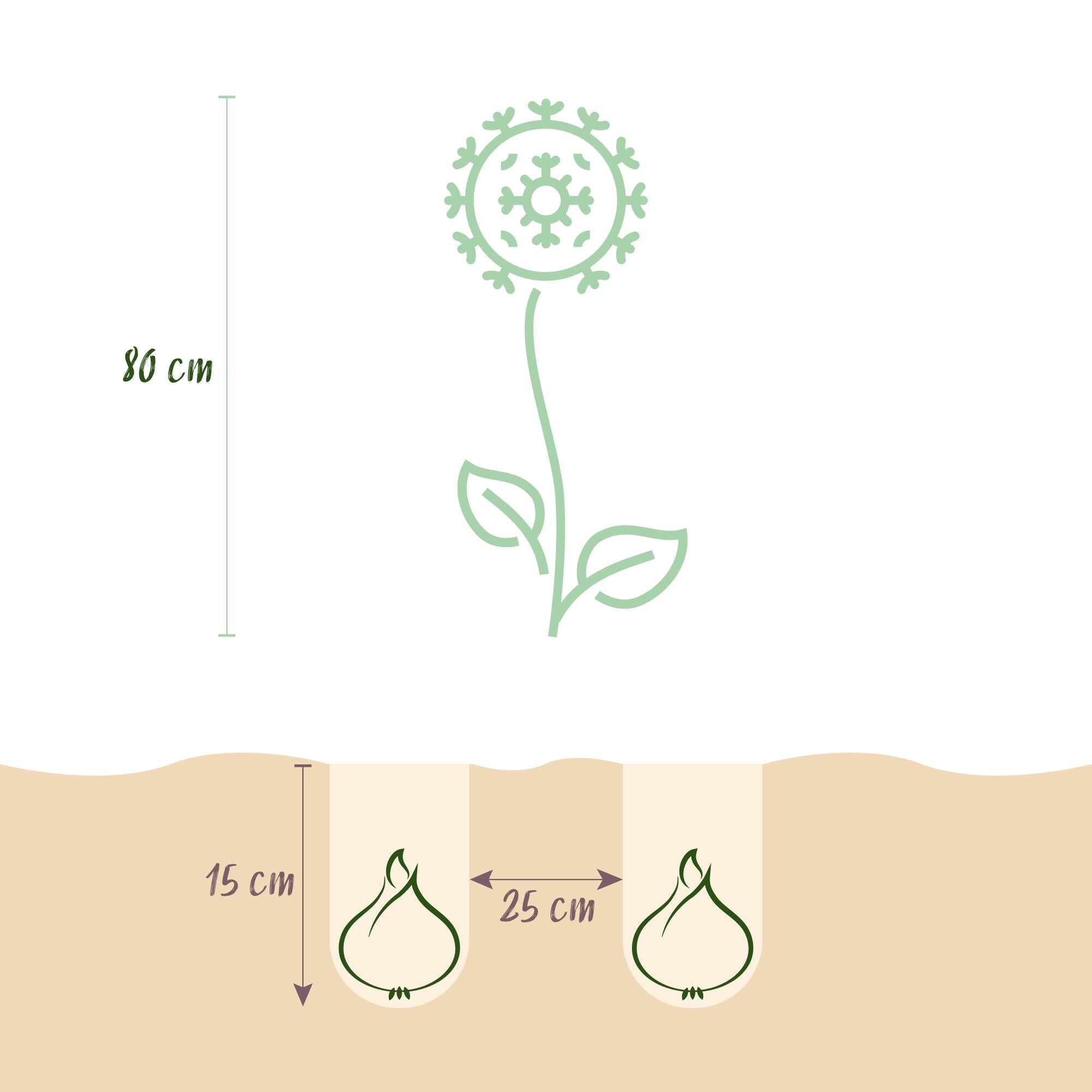 GreenboutiQ - Blumenzwiebeln - Allium Miami - Bulbs Hardy Perennial - Farbe Lila - 15 Stück - Zwiebelgröße 10/11 - XXL Pack