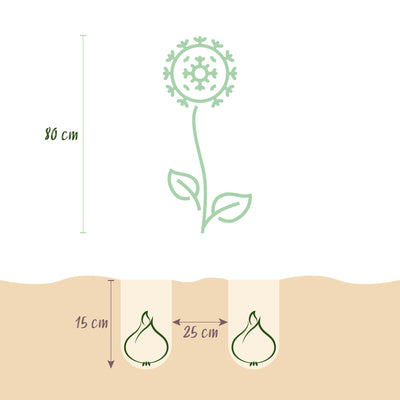 GreenboutiQ Allium Miami Blumenzwiebeln - Lila, XXL Pack (15 Stk)