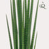 Artificial Sansevieria Cylindrica - Snake Plant, 70 cm Bild 3