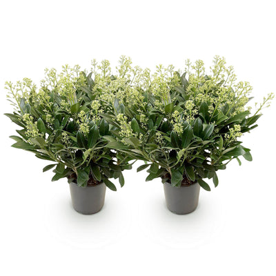 GreenboutiQ - Terrassenpflanze - Skimmia japonica Finchy - Blüte Weiß - 40+ Blumen - 2 Pflanzen - Winterhart - Topf 19cm Höhe 60cm