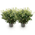 GreenboutiQ - Terrassenpflanze - Skimmia japonica Finchy - Blüte Weiß - 40+ Blumen - 2 Pflanzen - Winterhart - Topf 19cm Höhe 60cm Bild 2