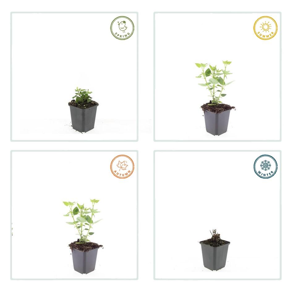 Agastache 'Blue Fortune' Staude – 10-25cm