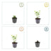 Agastache 'Blue Fortune' Staude – 10-25cm Bild 4