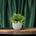 Boston Farn 'Green Moment' - Ø12cm Topf, 20cm Hoch - Pflegeleichte Zimmerpflanze Bild 3