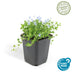 60x Isotoma fluviatilis Blaue Sternteppich Bodendecker, 10-25cm, Ø9cm Bild 2