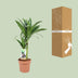 Dracaena Janet Craig, 60cm, Ø17cm Topf Bild 4