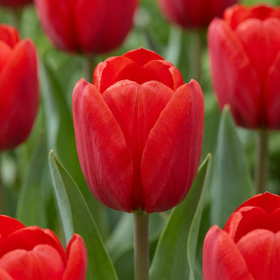 15x Tulipa Triumph Red - Triumph-Tulpe Rot - Rot - Frühlingsblüher - Zwiebelgröße 11/12