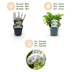 Green boutiQ - Hortensia - Hydrangea macrophylla Blue - Flowers White - 1 Plant - Deciduous - Easy Care - Pot 17cm Height 30cm Bild 4
