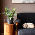 2x Phlebodium Blue Star Farn im 12cm Topf, blaugrün, haustierfreundlich Bild 5