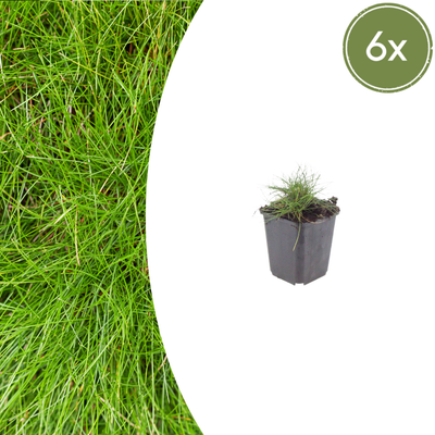 6x Zier-Schwingel (Festuca gautieri) - 10-25cm hoch