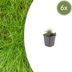 6x Zier-Schwingel (Festuca gautieri) - 10-25cm hoch Bild 1