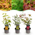 GreenboutiQ: 3x Zwerg-Ahorn 'Tricolour' im 12cm Topf, Höhe 35cm Bild 1