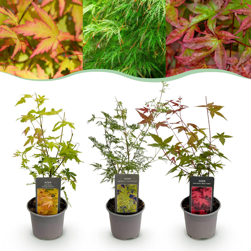 GreenboutiQ: 3x Zwerg-Ahorn 'Tricolour' im 12cm Topf, Höhe 35cm