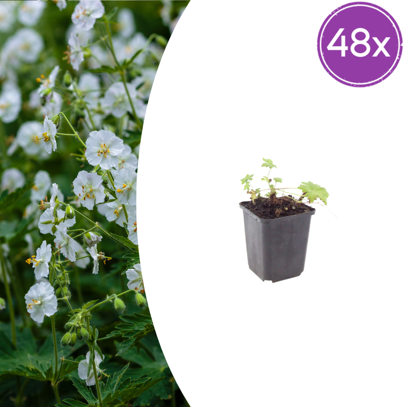 48x Storchschnabel 'White Ness' - 10-25cm Topf Ø9cm
