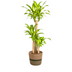 Dracaena Fragrans Massangeana mit Korb (Ø24cm, 130-150cm) Bild 1