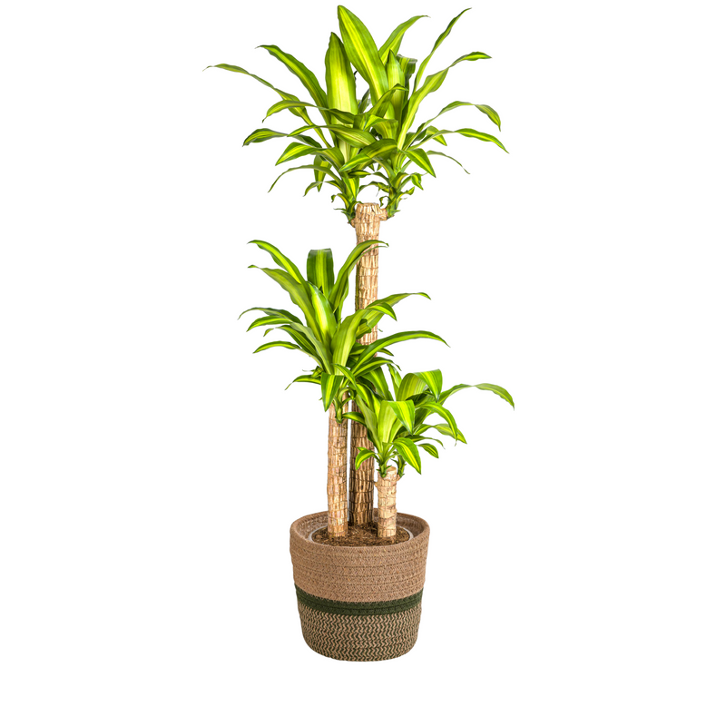 Dracaena Fragrans Massangeana mit Korb (Ø24cm, 130-150cm)