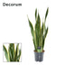 Sansevieria Laurentii XL (Bogenhanf) - Ø17cm - 70cm hoch Bild 3