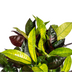 Codiaeum 'Croton' Iceton mit Korb Ø21cm - ↕60 - 80cm Bild 4