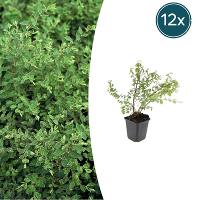 12x Symphoricarpos ch. 'Hancock' - ↕10-25cm - Ø9cm