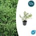 12x Symphoricarpos ch. 'Hancock' - ↕10-25cm - Ø9cm Bild 1