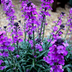 Erysimum 'Bowles' Mauve' perennial, 10-25cm, Ø9cm (24 pcs.) Bild 6