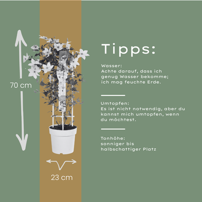 Clematis Garland Tsukiko Kletterpflanze, weißblühend, 23cm Topf