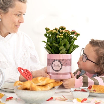 Kalanchoe Pink im Geschenkkarton - Tolles Präsent, Pflegeleicht