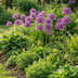 40x Zierlauch Purple Rain: Lila Blütenpracht für Ihren Garten Bild 2