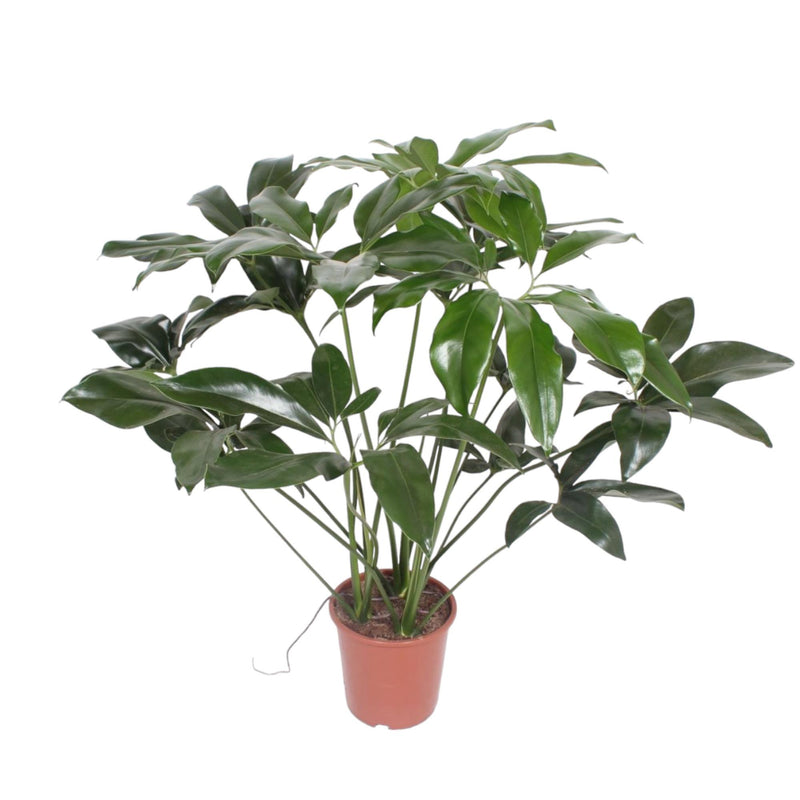 Philodendron Green Wonder 100cm - ø24cm Topf