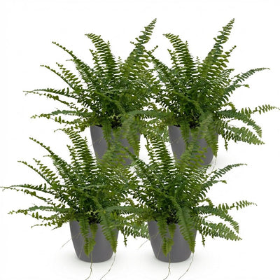 Green Lady Farn (Nephrolepsis exaltata), 4 Pflanzen, Topf 12cm
