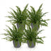 Green Lady Farn (Nephrolepsis exaltata), 4 Pflanzen, Topf 12cm Bild 2