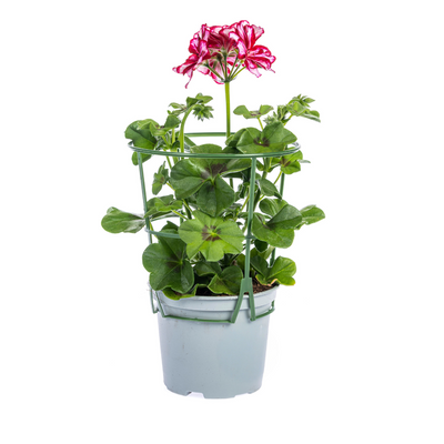 8x Hängegeranien 'Mexica Ruby' Ø12 cm - 20 cm