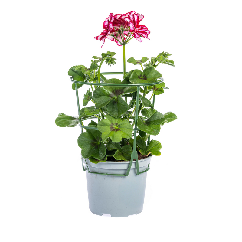 8x Hängegeranien 'Mexica Ruby' Ø12 cm - 20 cm
