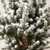 Picea glauca Conica - Zuckerhutfichte - Grün - Weiß - Weihnachtsbaum - Ø17cm - ↕65cm Bild 4