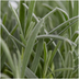 2x 6er Pack Lavendel angustifolia, Ø7cm, ↕15cm Bild 4