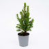 12x Mini-kerstboom - ↑15-20 cm - Ø 6 cm Picea Glauca Perfecta Bild 5