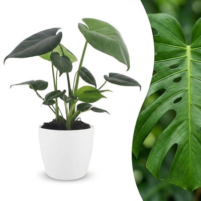 Green boutiQ - Monstera Deliciosa - Fensterblatt - 1 Pflanze - mit Weißem Topf - Topf 12cm - Höhe - 30cm