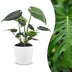 Green boutiQ - Monstera Deliciosa - Fensterblatt - 1 Pflanze - mit Weißem Topf - Topf 12cm - Höhe - 30cm Bild 1