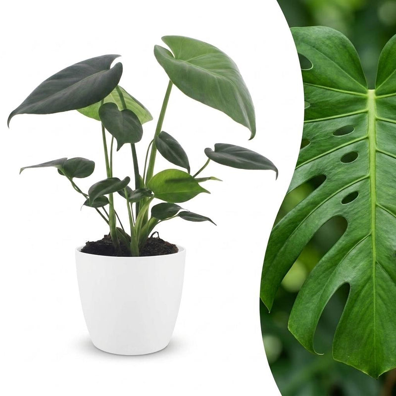Green boutiQ - Monstera Deliciosa - Fensterblatt - 1 Pflanze - mit Weißem Topf - Topf 12cm - Höhe - 30cm