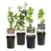 GreenboutiQ Passionsblume Rainbow: 4 bunte Pflanzen, pflegeleicht Bild 2