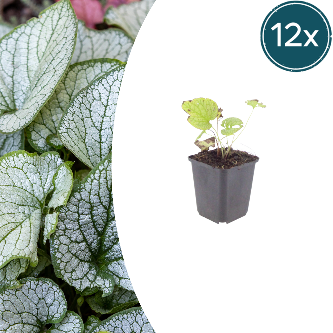 12x Brunnera macrophylla 'Jack Frost' - Schattenstaude mit Silberlaub
