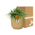 Chlorophytum Ocean 15cm in ELHO Vibes Fold 16cm round geel Bild 5
