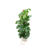 XL Monstera Pertusum with elho pot, 150 cm Bild 1