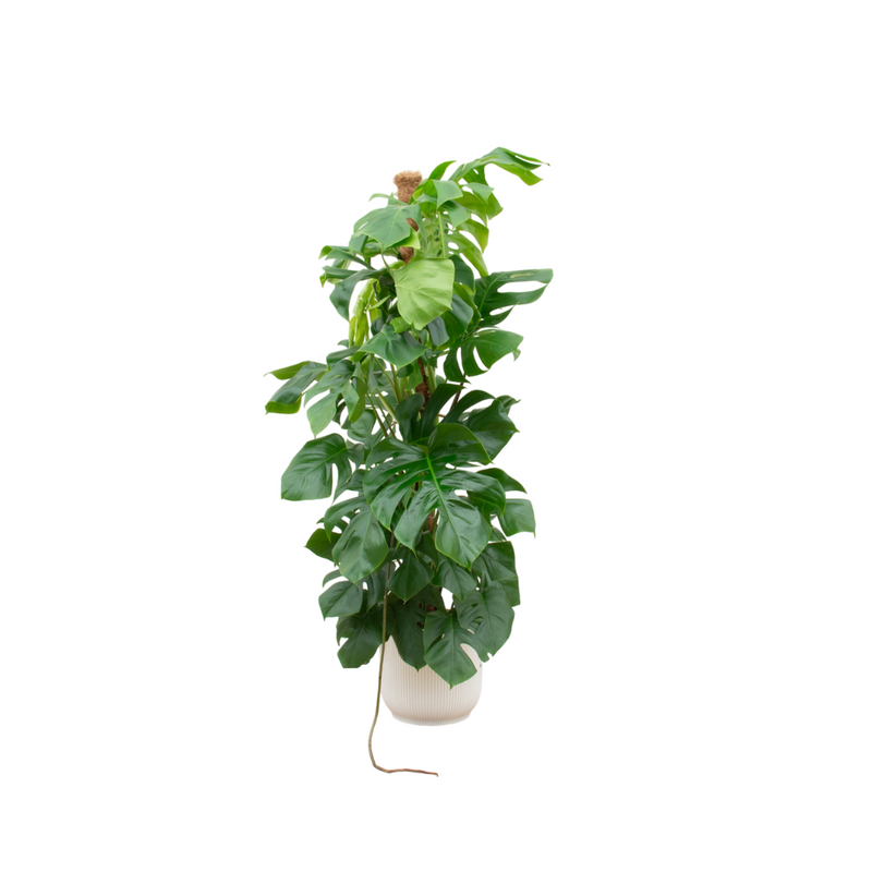 XL Monstera Pertusum with elho pot, 150 cm