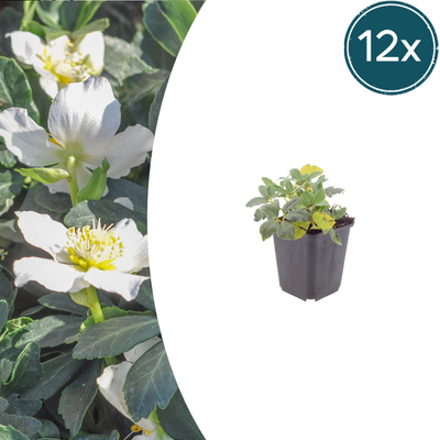 12x Christrosen (Helleborus niger) - 10-25cm