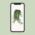 Hedera Helix Pitsburg - Hang/XXL - Ø24cm - ↕cm Bild 4
