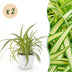 Spider Plant 'Variegatum' - 2 plants with white pot Bild 1