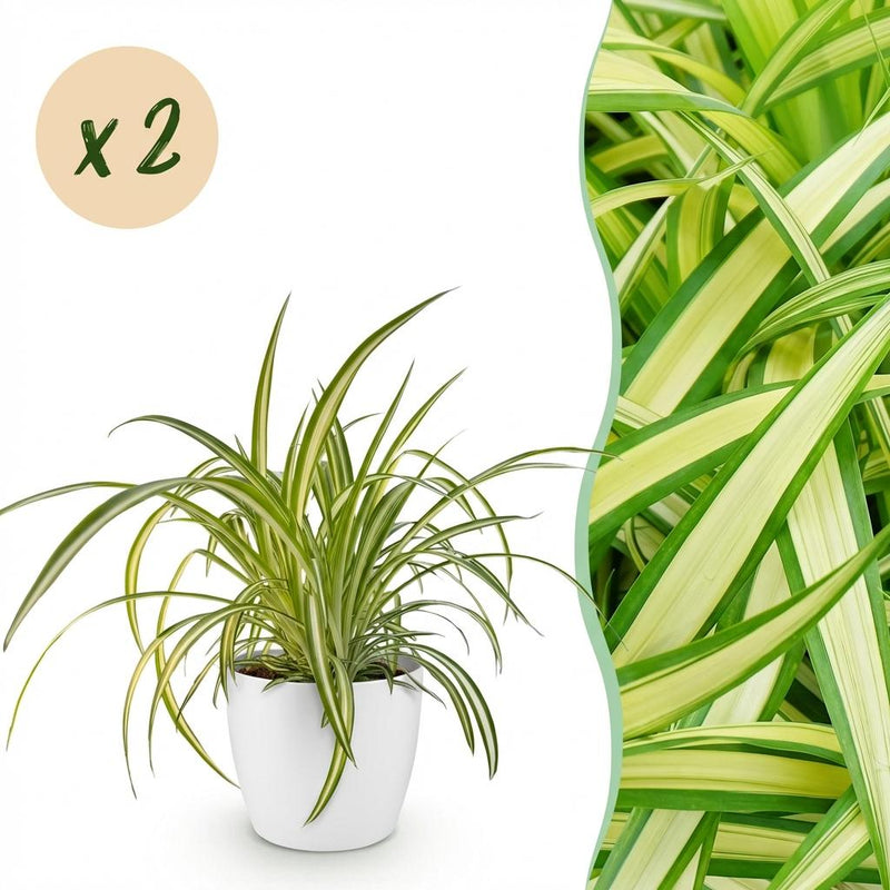 Spider Plant 'Variegatum' - 2 plants with white pot